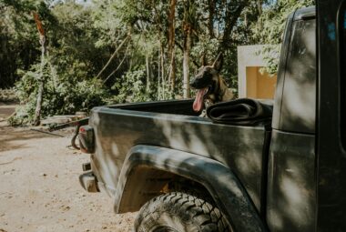 Dog Stressed When Traveling