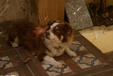 How To Get Rid Of Dog Smell In Your House