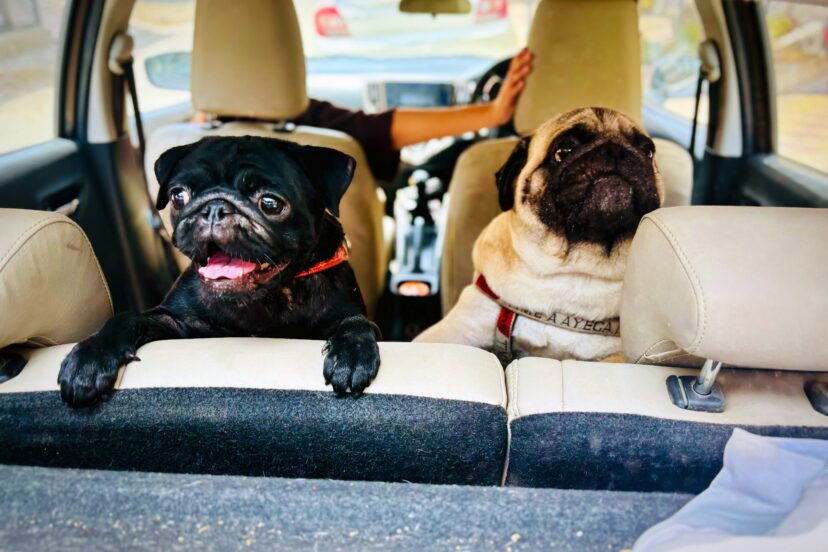 pet car booster seat