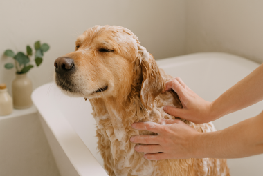 Dog Grooming Tips