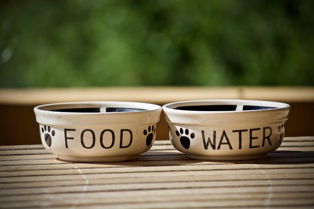 dog food bowls