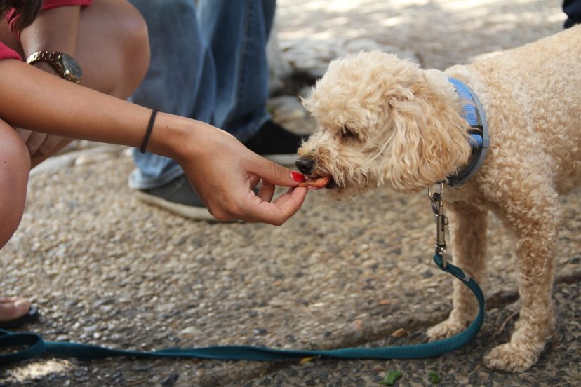 Homemade Dog Treat