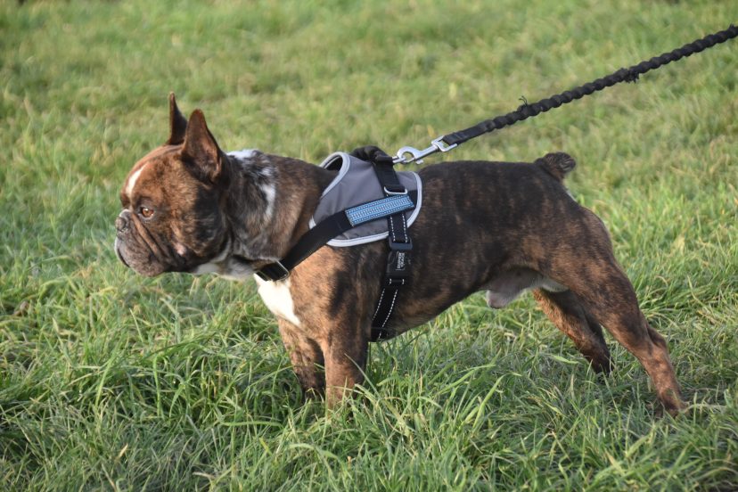 dog harness with handle
