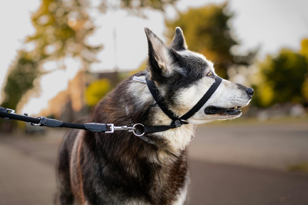 dog harness with handle
