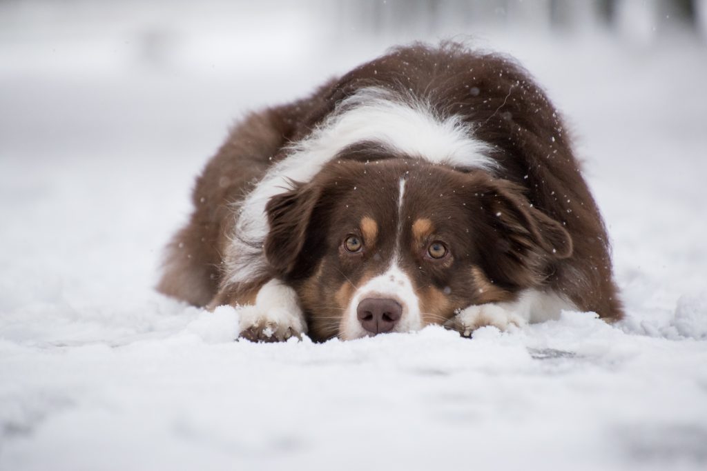 Winter Care For Dogs