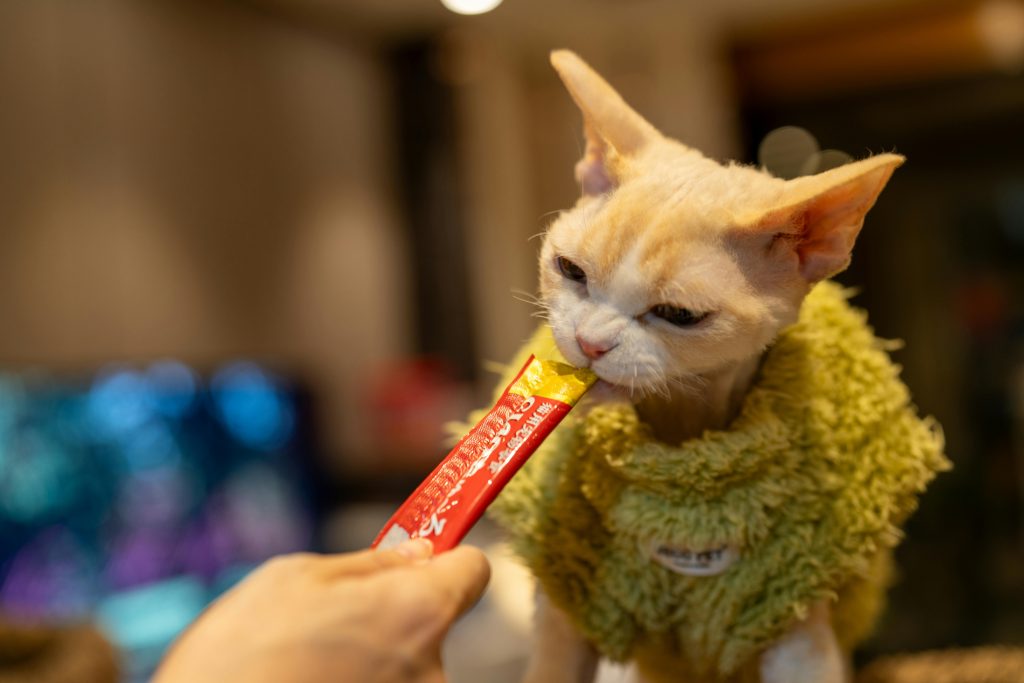 best treats for cats