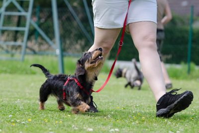 dog training tools