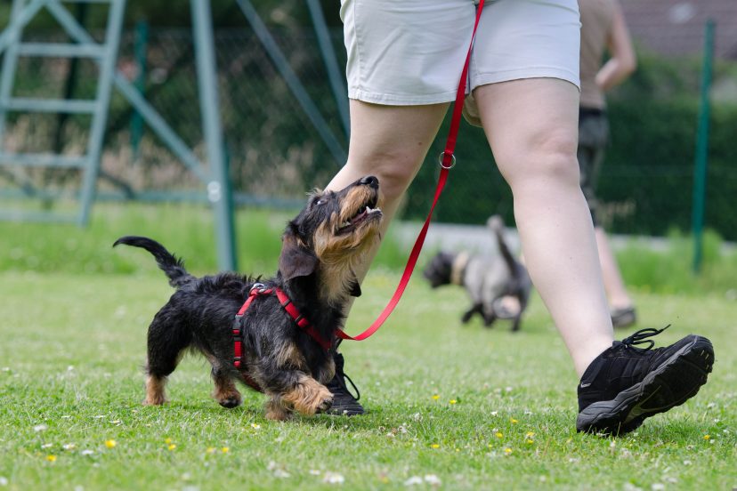 dog training tools