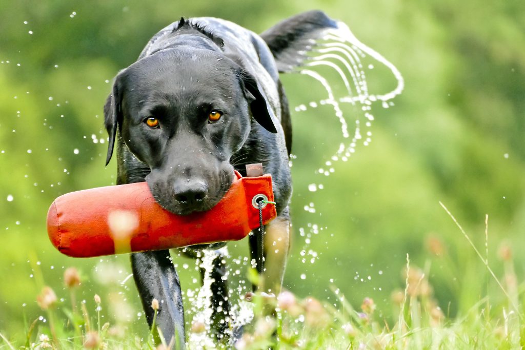 dog training tools