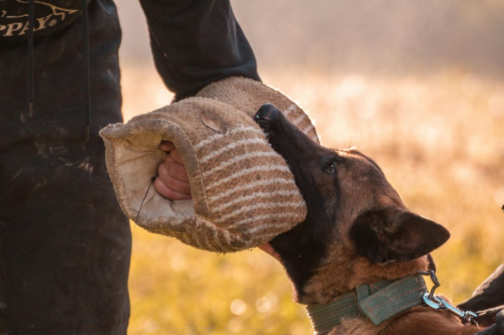 dog training tools