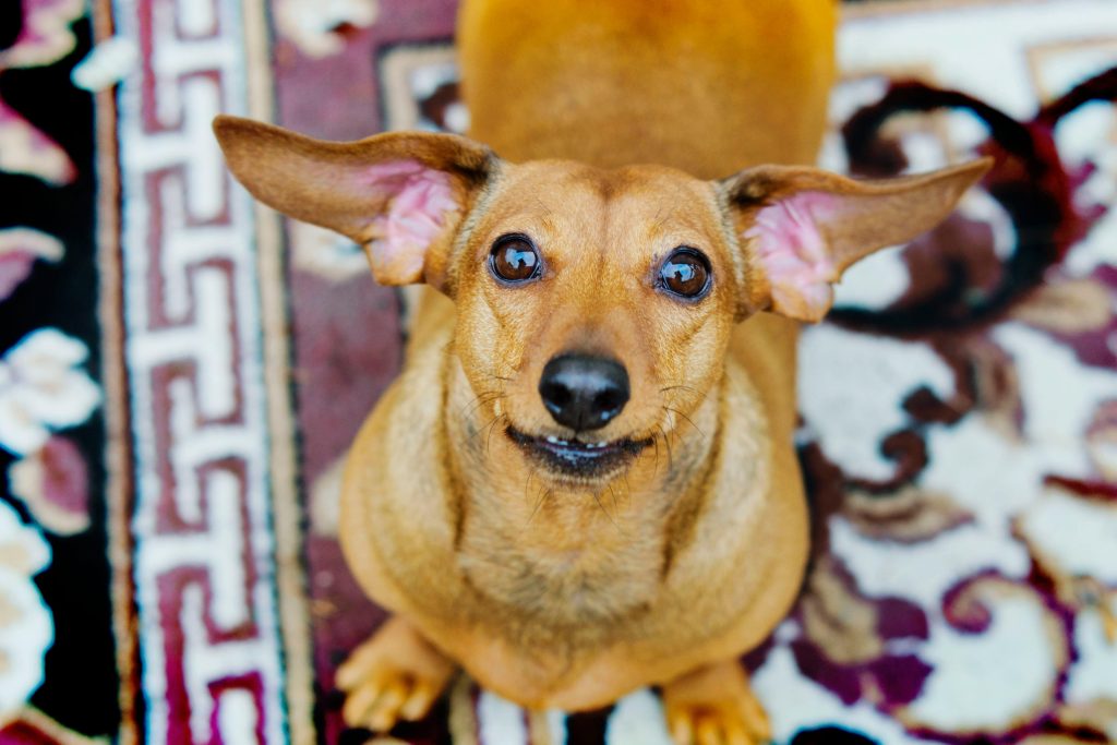 dog ear cleaner