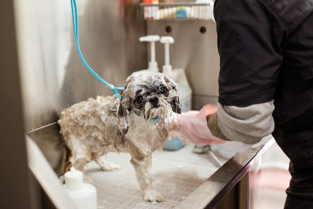Dog Bathing Station