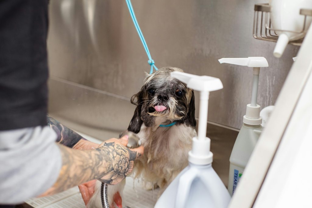 Dog Bathing Station