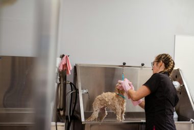 Dog Bathing Station