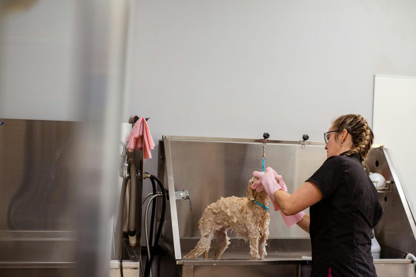 Dog Bathing Station