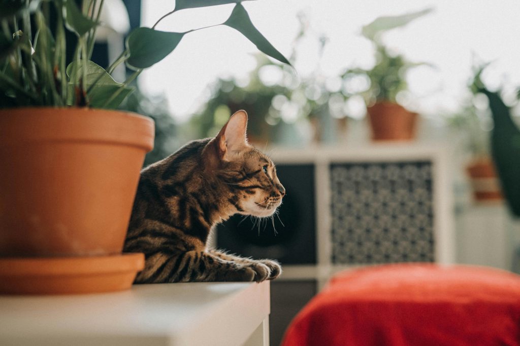 Pet-Safe House Plants