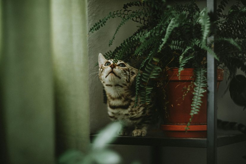 Pet-Safe House Plants