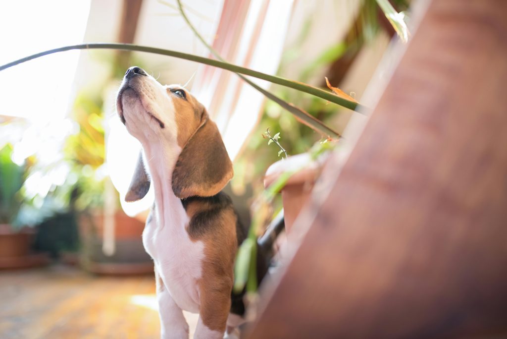 Pet-Safe House Plants