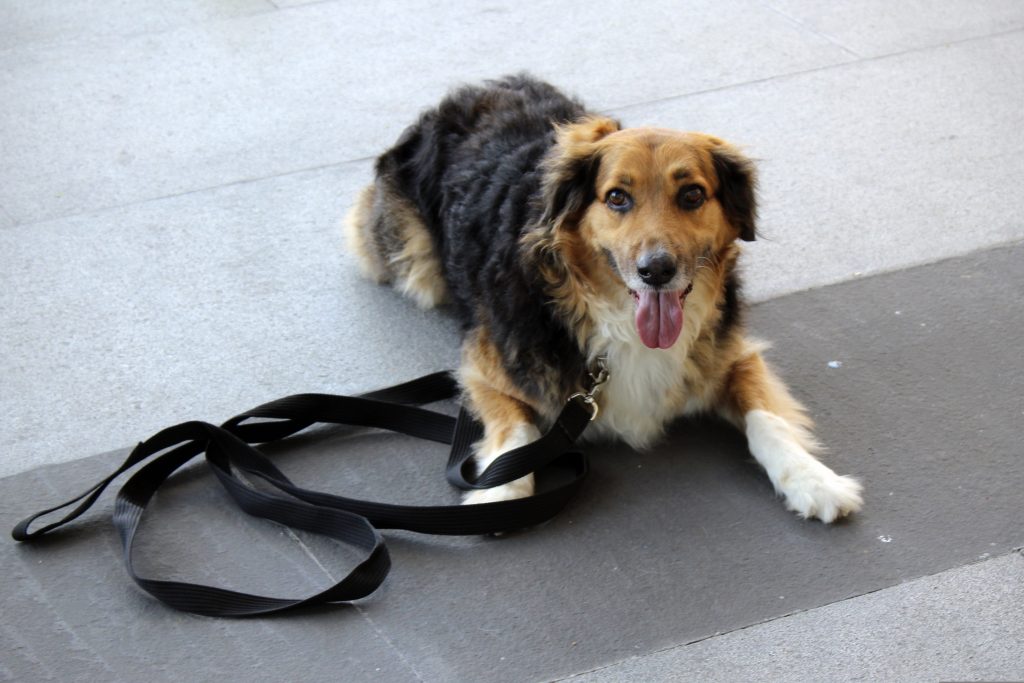 dog training whistle