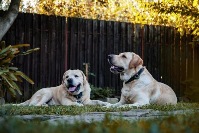 Dog-Proof Backyard
