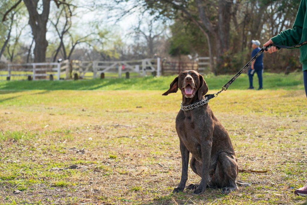 Dog Recall Training