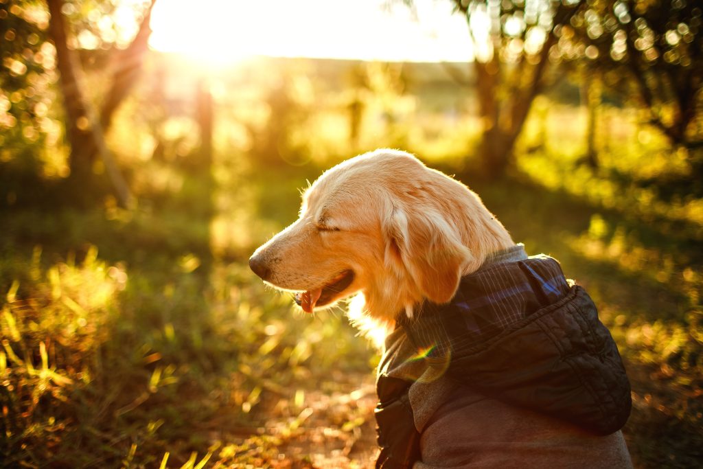 natural probiotics for dogs