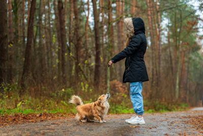 dog training whistle