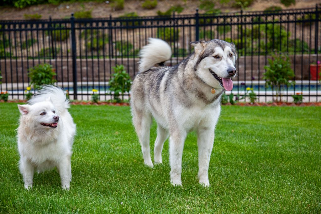 Dog-Proof Backyard