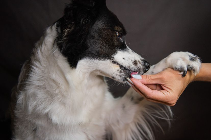 natural probiotics for dogs