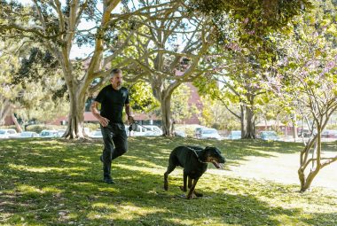 Dog Recall Training
