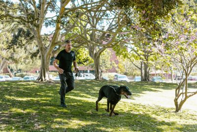 Dog Recall Training