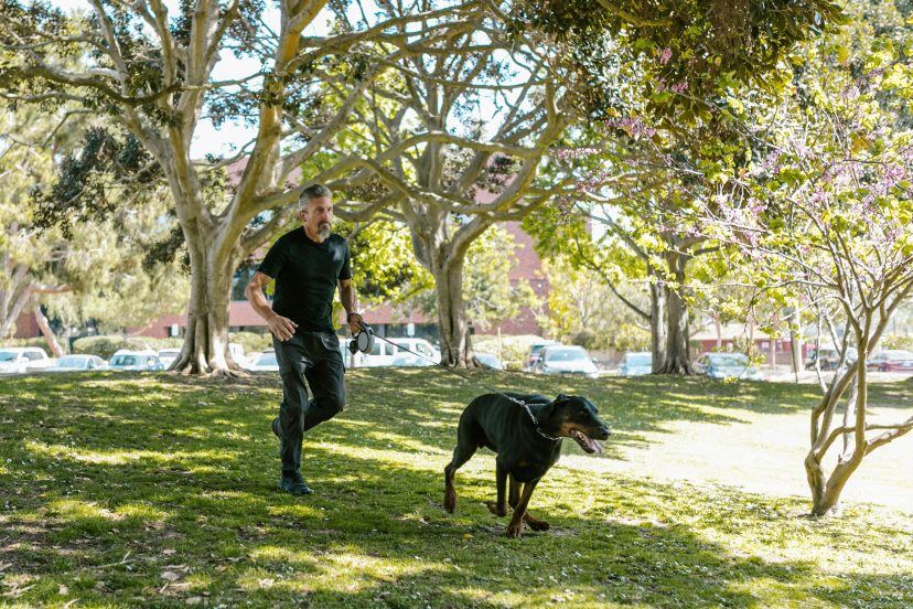 Dog Recall Training