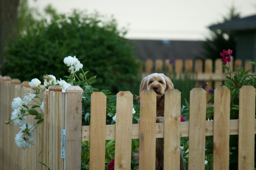 Dog-Proof Backyard