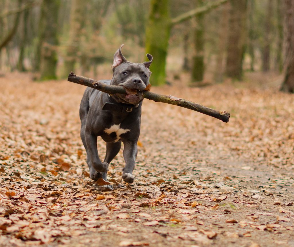 Dog Recall Training