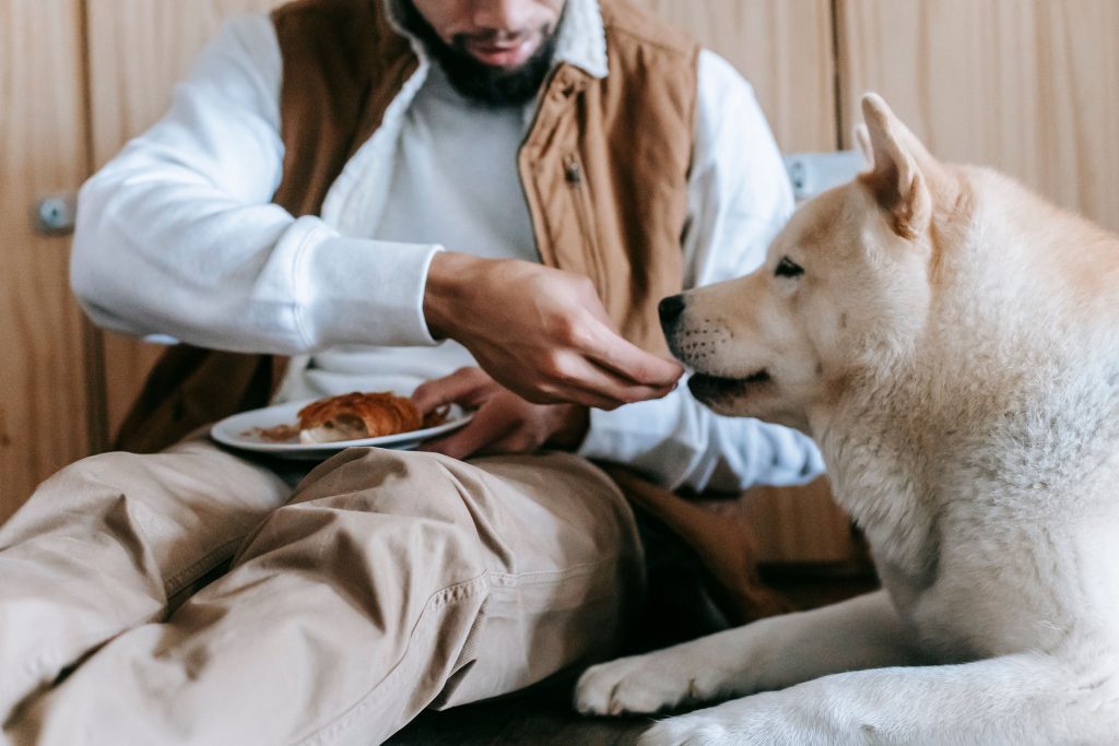natural probiotics for dogs