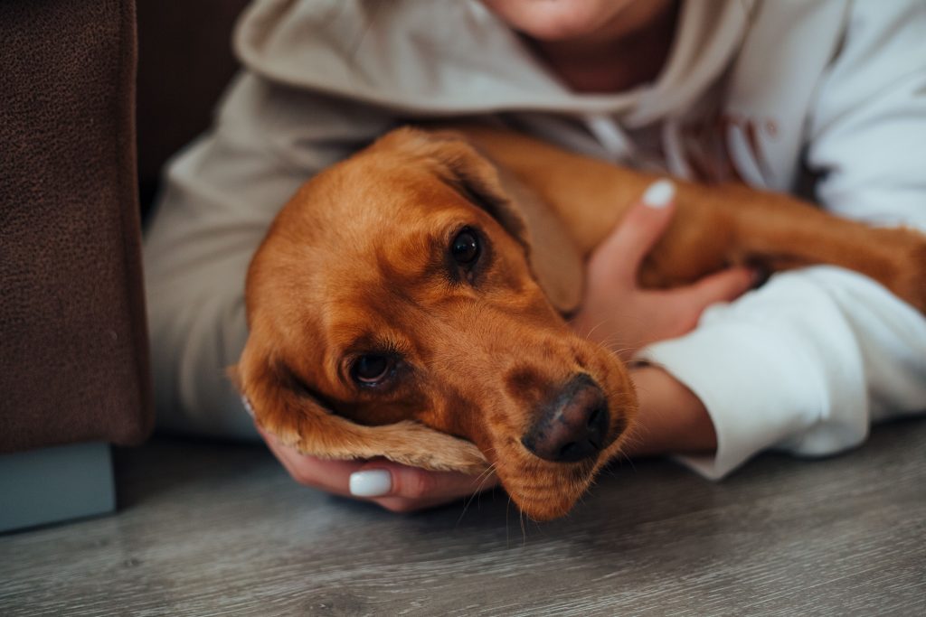 dog toxicity signs