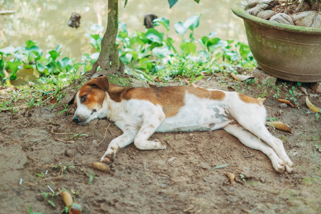 dog toxicity signs
