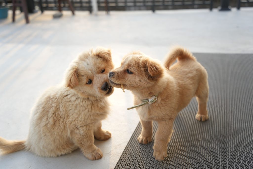 Best Way To Introduce Your Dog To A New Puppy