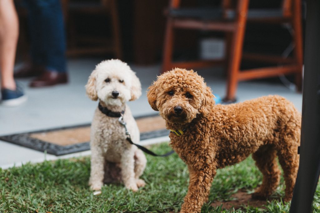 Best Way To Introduce Your Dog To A New Puppy