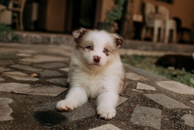 puppy dewormer