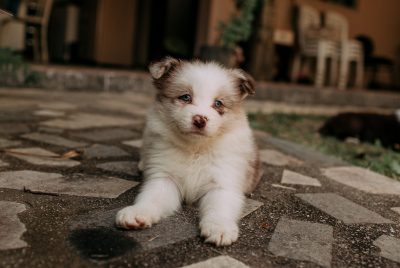 puppy dewormer