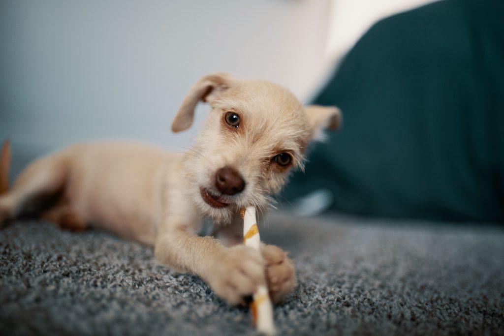 puppy dewormer