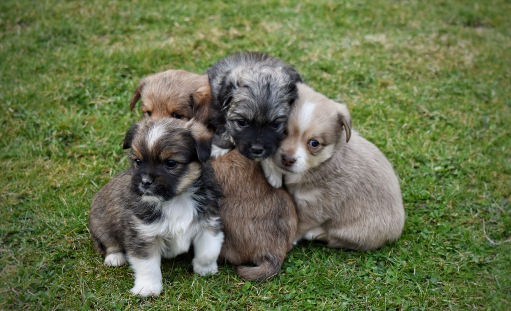 puppy dewormer