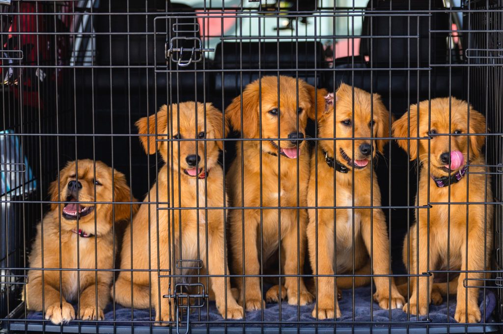 Dog Crate Training