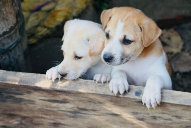 Best Way To Introduce Your Dog To A New Puppy