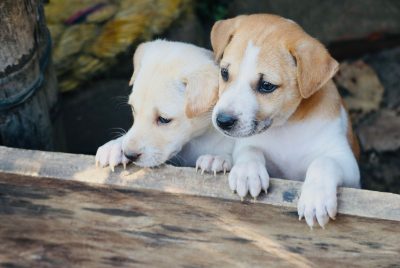 Best Way To Introduce Your Dog To A New Puppy