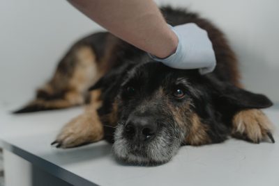 dog toxicity signs