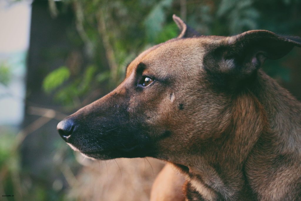 signs of canine depression
