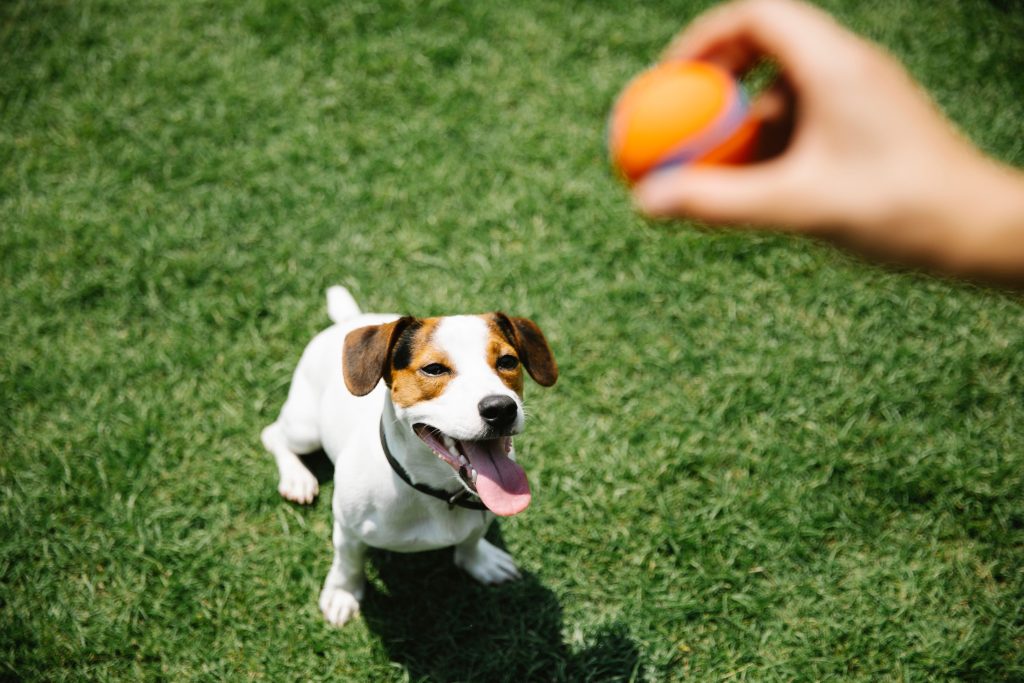 Dog Mental Stimulation Ideas