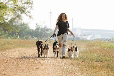 Dog Walking Schedule